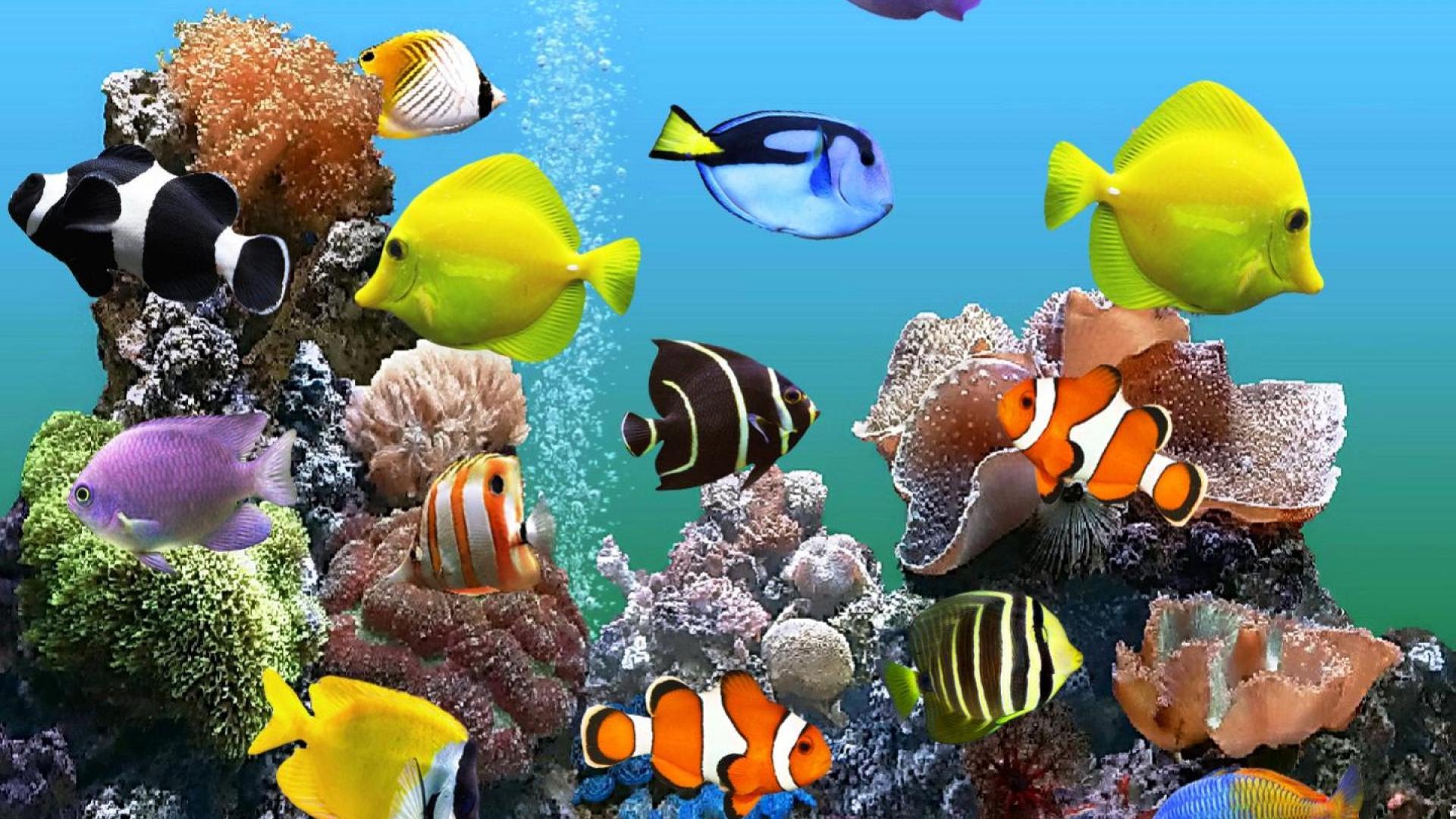Aquarium Hd 1080p Download