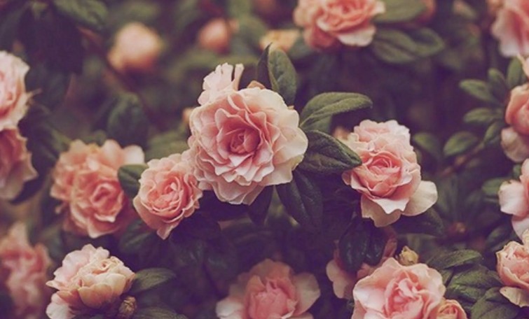 Elegance and Style: The Most Fashionable Floral Wallpapers for Your Monitor